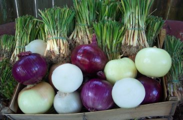 Intermediate Day Onion Collection (central / northern US)
